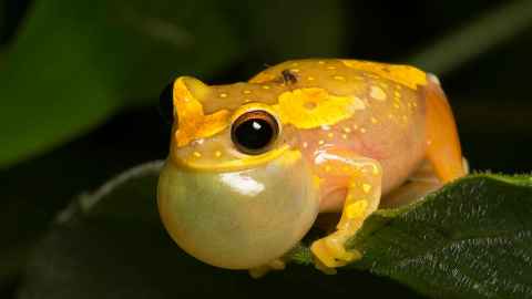 Hourglass treefrog. Photo: Ryan Taylor
