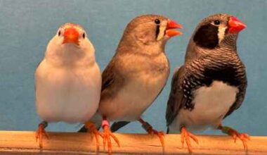 Zebra finches. Image: Sarah Woolley