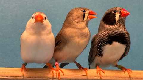 Zebra finches. Image: Sarah Woolley