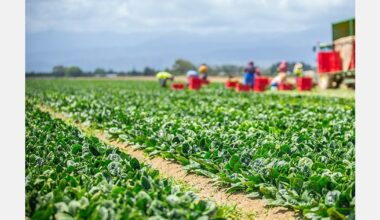 New Zealand establishes unified vegetable industry body NZVeg