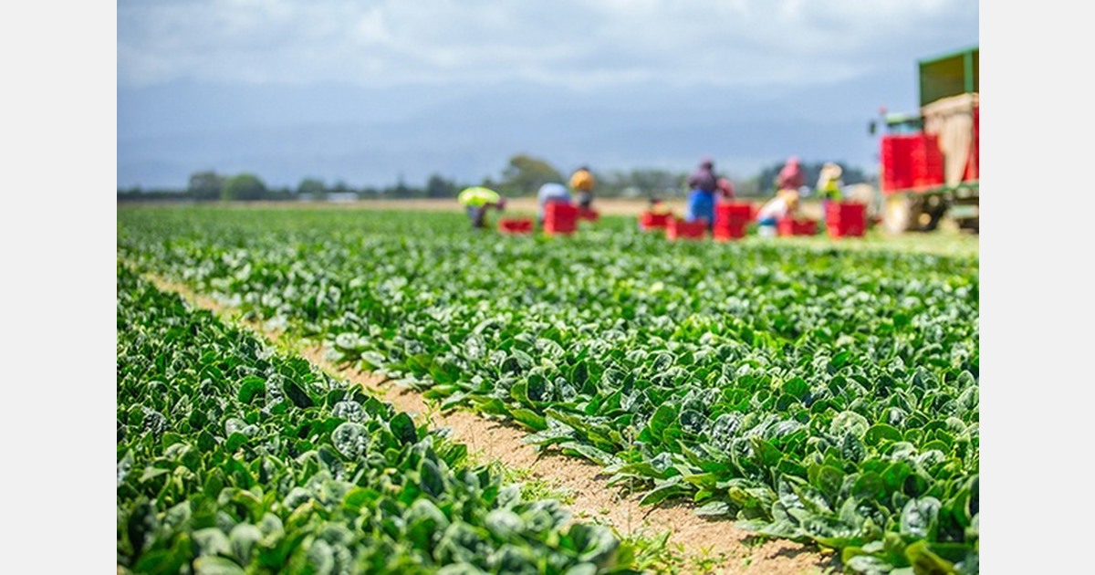 New Zealand establishes unified vegetable industry body NZVeg