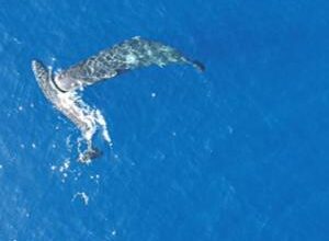 Moby Dick ‘ship sinking’ sperm whales caught headbutting on camera