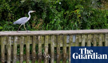 Eel fisher takes on authorities at Belfast court over pollution in UK’s largest lake | Water