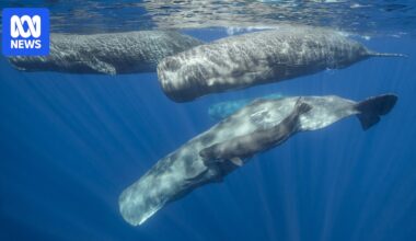 'Moby Dick' whales headbutting captured on video for first time