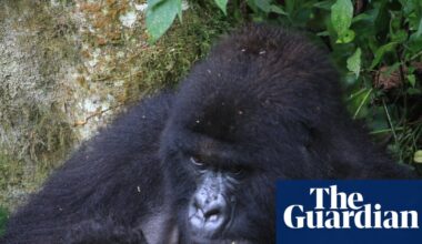 ‘Extraordinary event’ for mountain gorillas as new twins born in DRC | Endangered species
