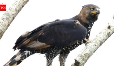 9 largest eagles in the world and what makes them unique