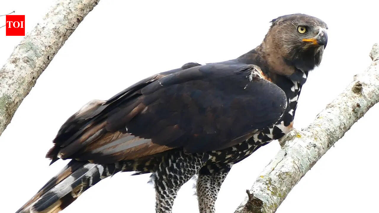 9 largest eagles in the world and what makes them unique