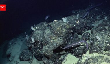 NASA’s seafloor map: How scientists mapped the ocean floor from space |