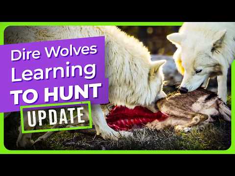 Wolves eat meat! – Why Evolution Is True