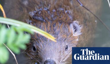 Beavers ‘breathe new life’ into Dorset as dams built and biodiversity returns | Wildlife