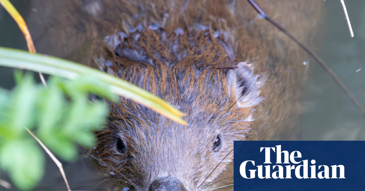Beavers ‘breathe new life’ into Dorset as dams built and biodiversity returns | Wildlife