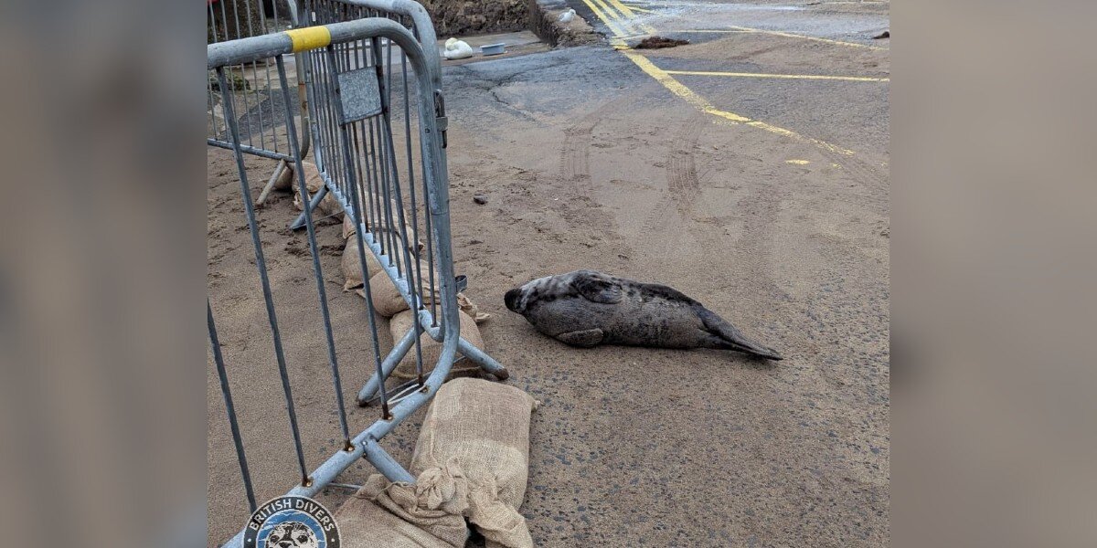 Rescue Puts Barrier Around A Baby Seal — Then Seal Decides He 'Makes The Rules'