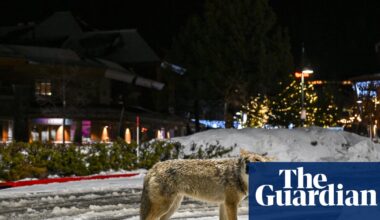 Wily coyote? Urban canines take more risks compared with rural ones, study finds | US news