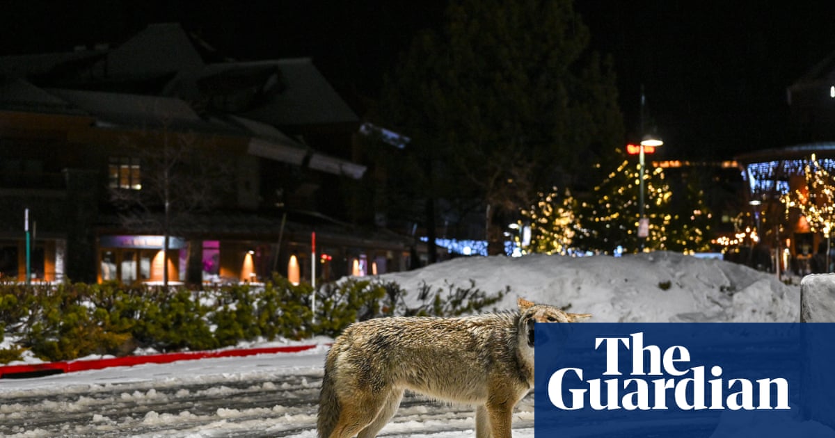 Wily coyote? Urban canines take more risks compared with rural ones, study finds | US news
