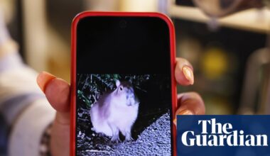 ‘It was bonkers’: Samba the runaway capybara inspires a wild rodent hunt | Zoos
