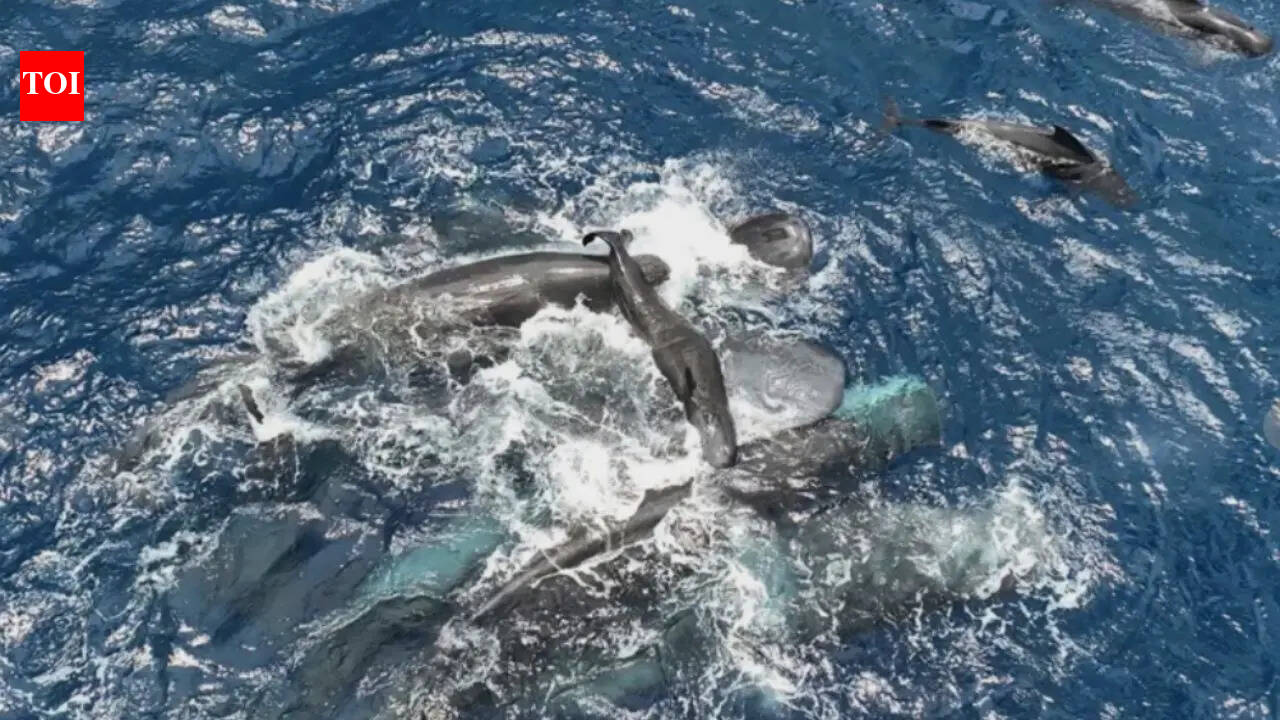 Rare sperm whale birth captured on camera: Female whales unite to protect newborn in extraordinary ocean moment | Watch |