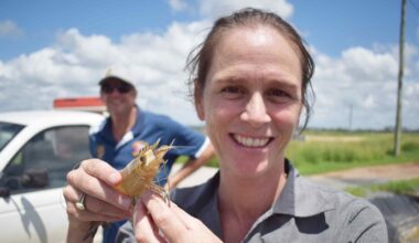 Australian startup finds niche in Southeast Asian shrimp farms