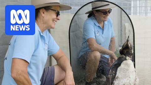 Antarctic penguin appears on remote WA beach, 4,000km from home