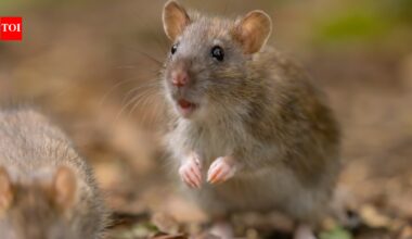 Can mice save astronauts on Mars? Scientists discover surprising fitness solution in space |