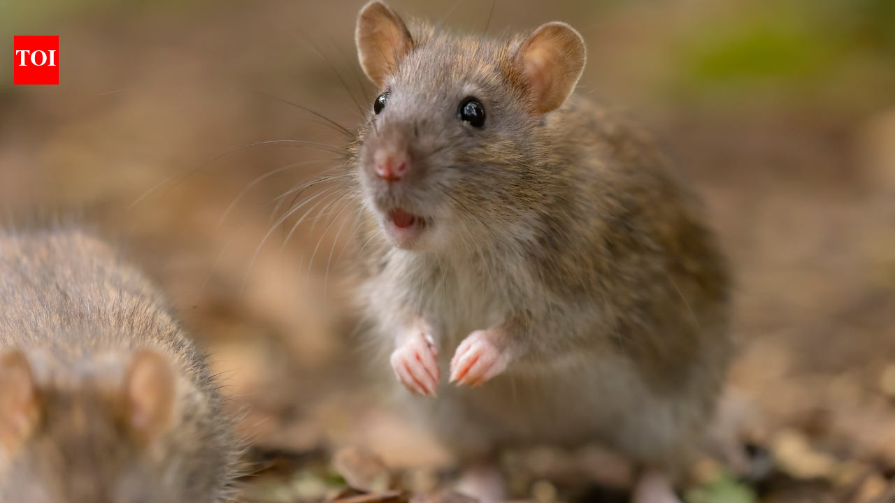 Can mice save astronauts on Mars? Scientists discover surprising fitness solution in space |