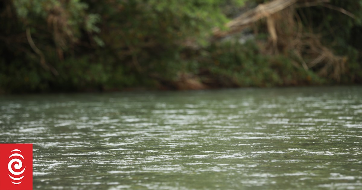 Whakatāne puppy drowning video streamed to social media