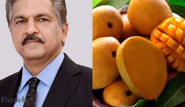 What if mango season never ends? Anand Mahindra offers support for Kota farmer’s fruit experiment. 'This is true entrepreneurship'