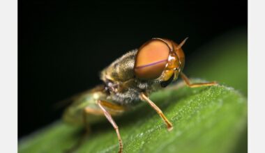 Horticulture New Zealand welcomes lifting of fruit fly movement controls