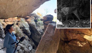 Tasmanian tiger extinction questioned after remote cave discovery