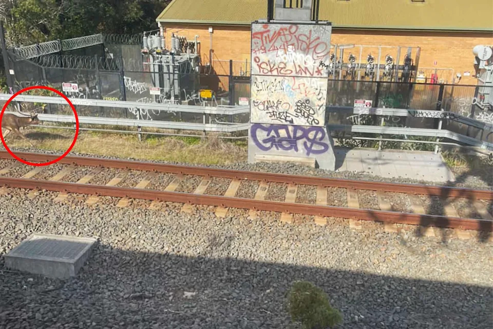 A deer spotted on train tracks in Eastwood, Sydney.