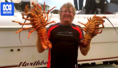 Amateur lobster fisher escapes attack by 3.5m great white shark off Cape Jaffa