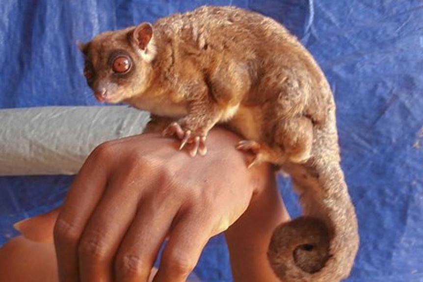 A light brown-furred possum with creamy belly, ring-curled tail and bulging light brown eyes like a tarsier.