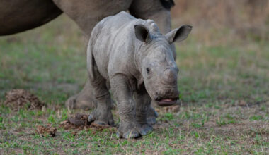 Adorable Rhino Baby’s Reaction To Meeting His First Giraffe Is Priceless