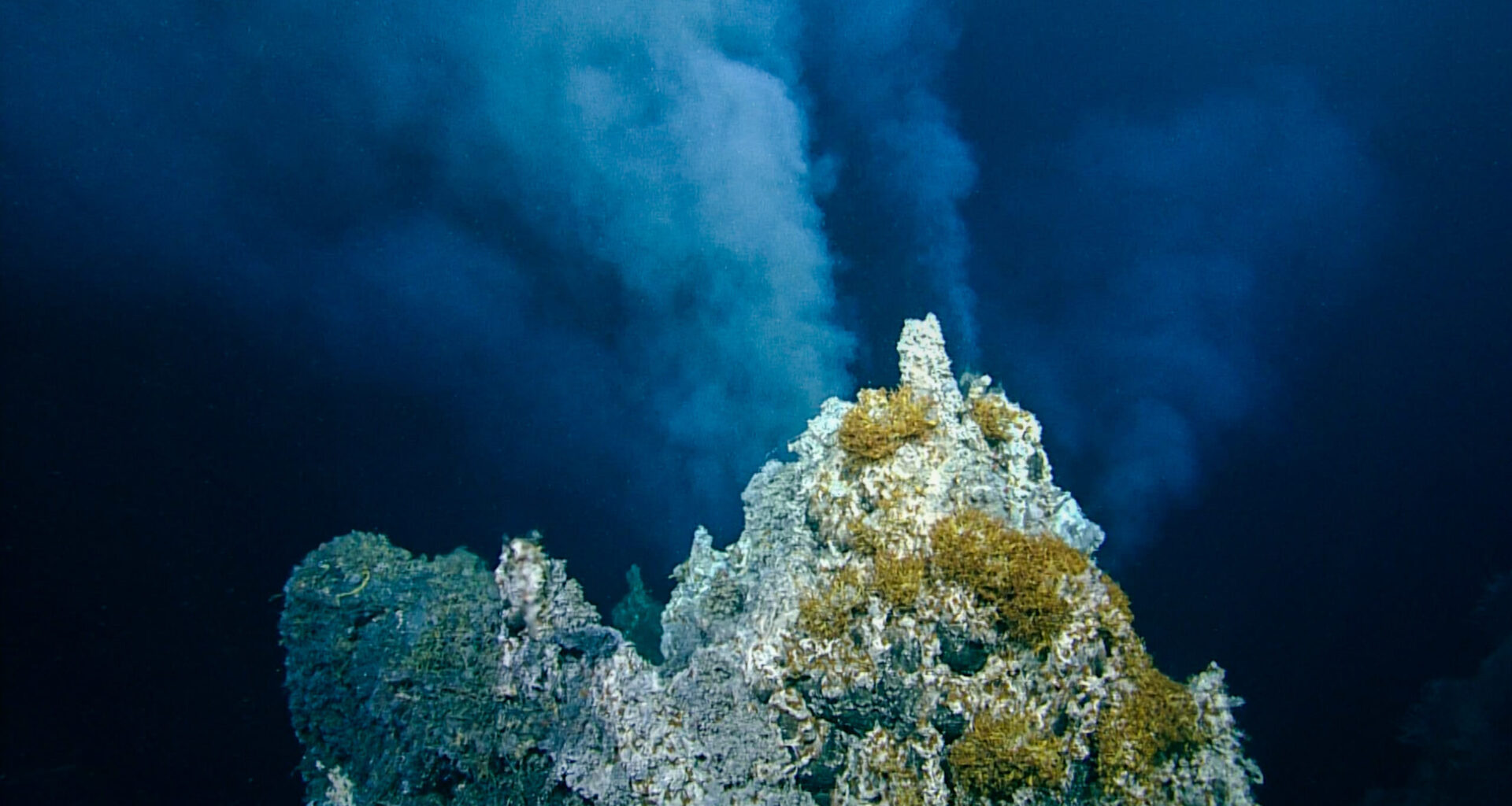 New branch of evolution discovered in Pacific's contested deep-sea