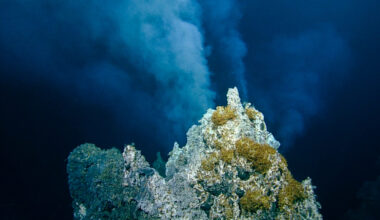 New branch of evolution discovered in Pacific's contested deep-sea