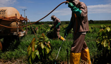 Cocoa dreams dashed - The Fiji Times