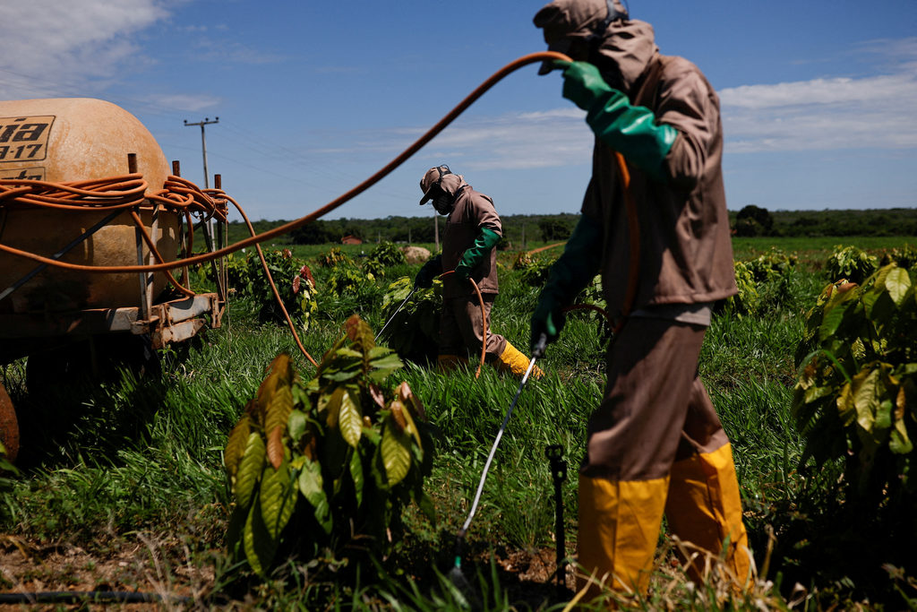 Cocoa dreams dashed - The Fiji Times