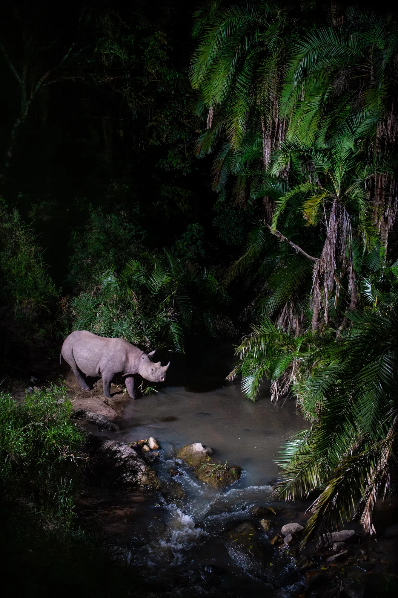 An Eastern black rhinoceros moves through a forested river crossing in Kenya’s Maasai Mara National Reserve at night. A remote camera trap was installed here in collaboration with rhino rangers to monitor how individuals use secluded corridors linking feeding areas and water sources.