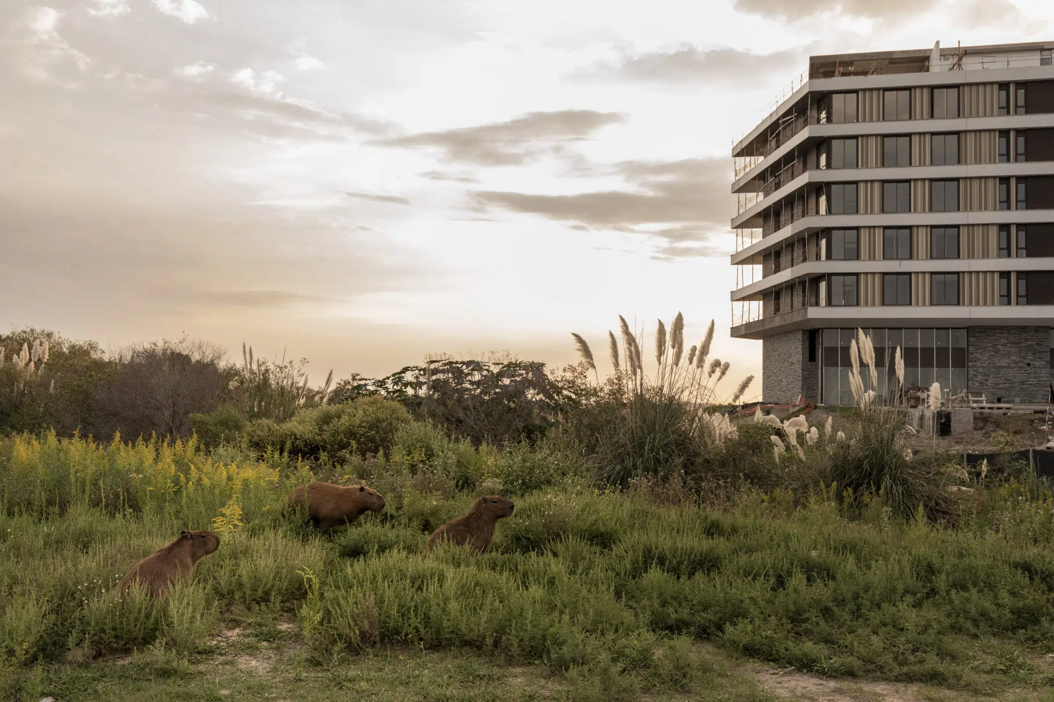 Capybaras are territorial animals that live in groups. This group is grazing close to a construction site in Nordelta, Buenos Aires, where there is minimal human traffic.