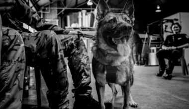 Explosive Detector Dogs - New Zealand Defence Force