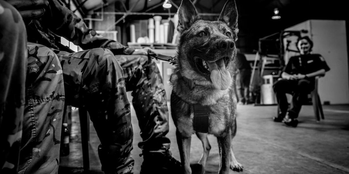 Explosive Detector Dogs - New Zealand Defence Force