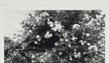 Hidcote transformed into storybook world for new exhibition