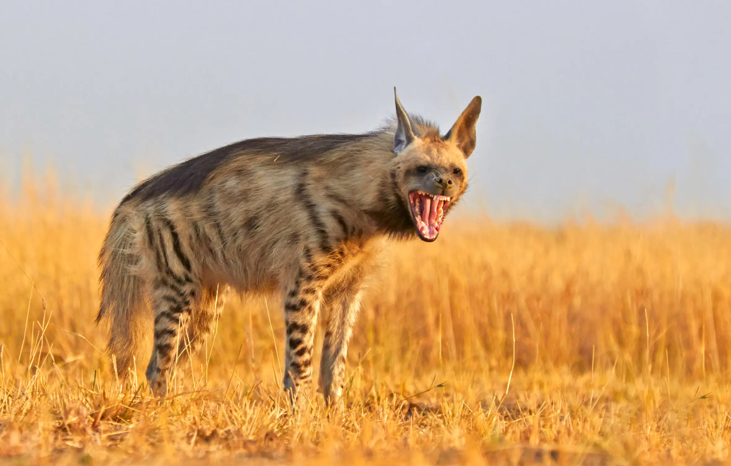Striped hyena with mouth open showing teeth in a savannah field.