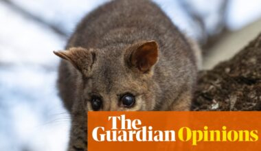 My girlfriend’s a New Zealander and so hates possums. It’s not a dealbreaker (but I’ll bring her round) | Rebecca Shaw