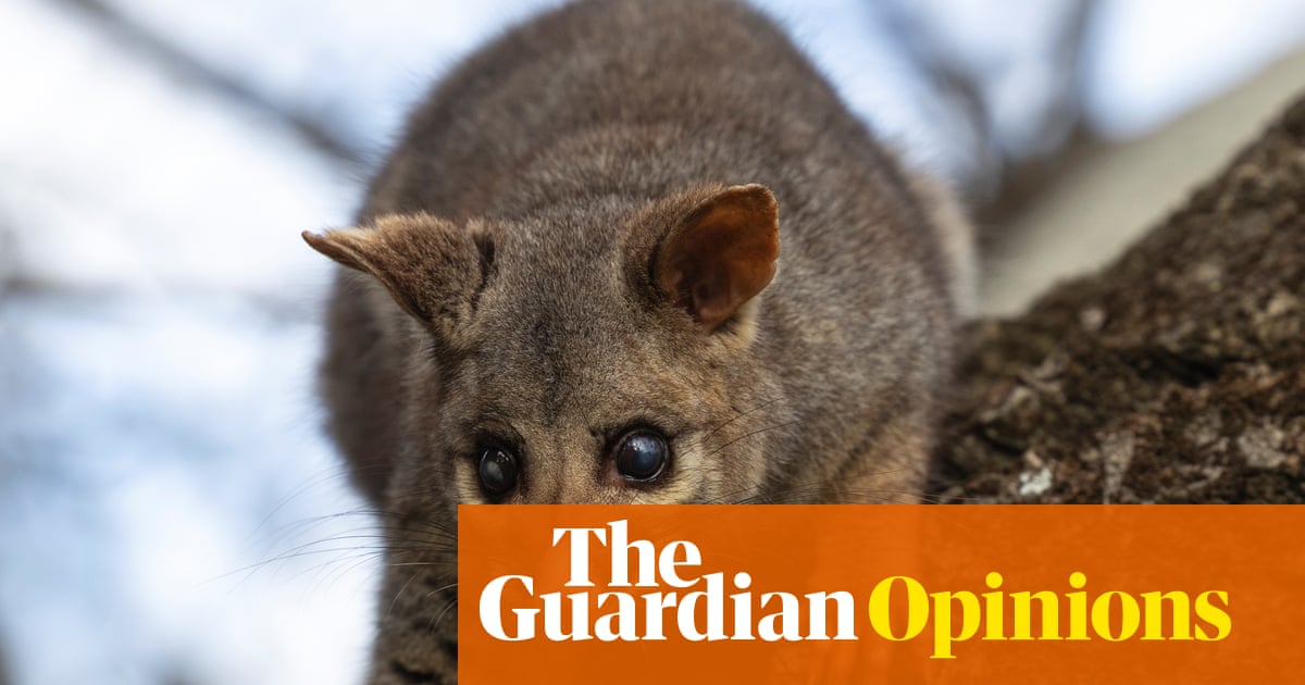 My girlfriend’s a New Zealander and so hates possums. It’s not a dealbreaker (but I’ll bring her round) | Rebecca Shaw