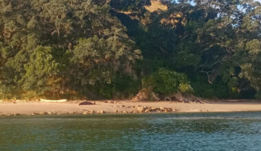 SunLive - Whale euthanised after stranding at Mt Maunganui