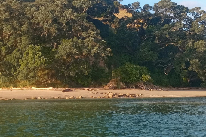 SunLive - Whale euthanised after stranding at Mt Maunganui