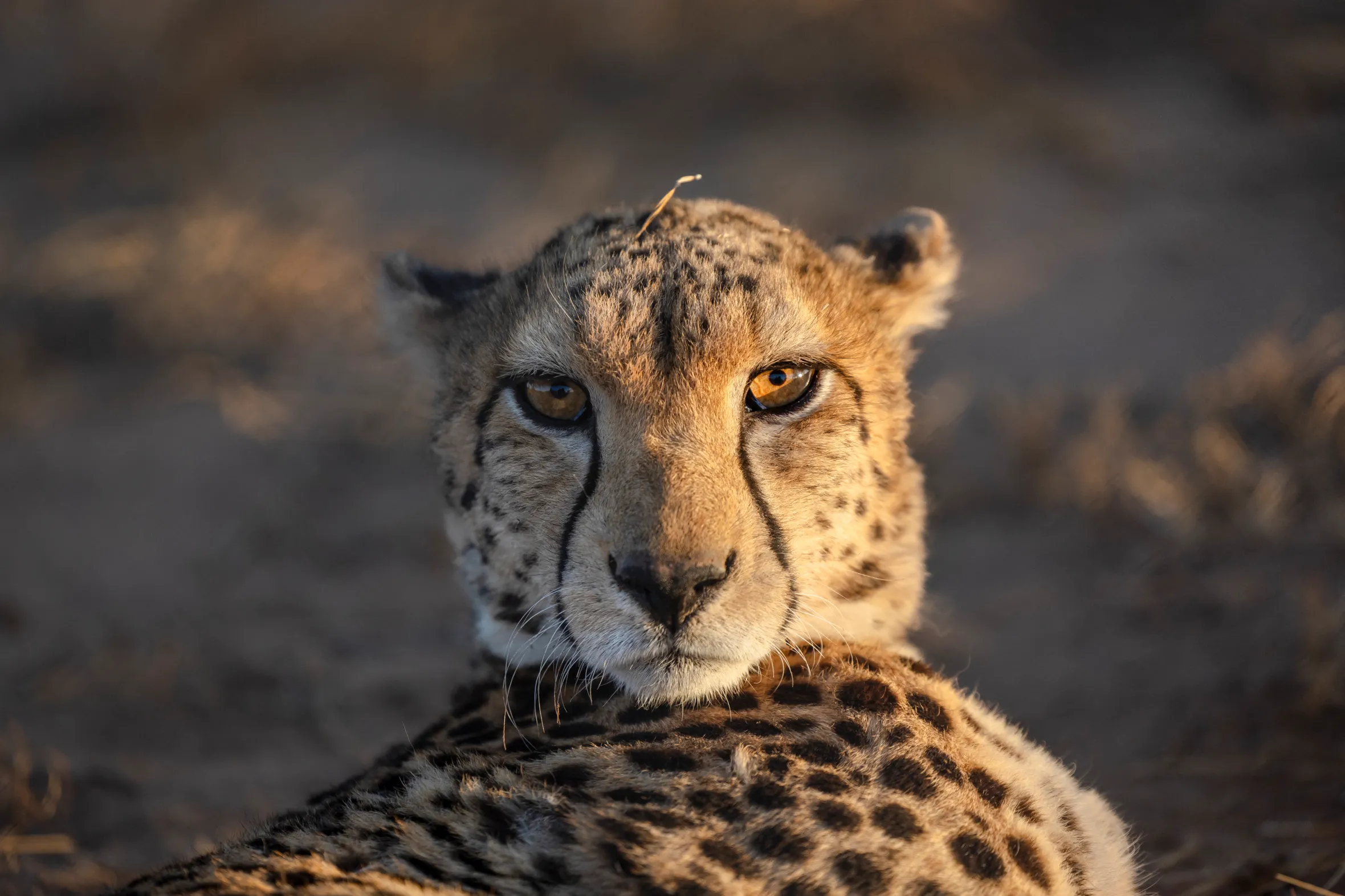 A rescued cheetah sub-adult rests in an enclosure.