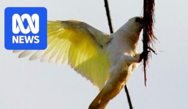 Corellas wreak havoc in Bunbury prompting council's call to report sightings