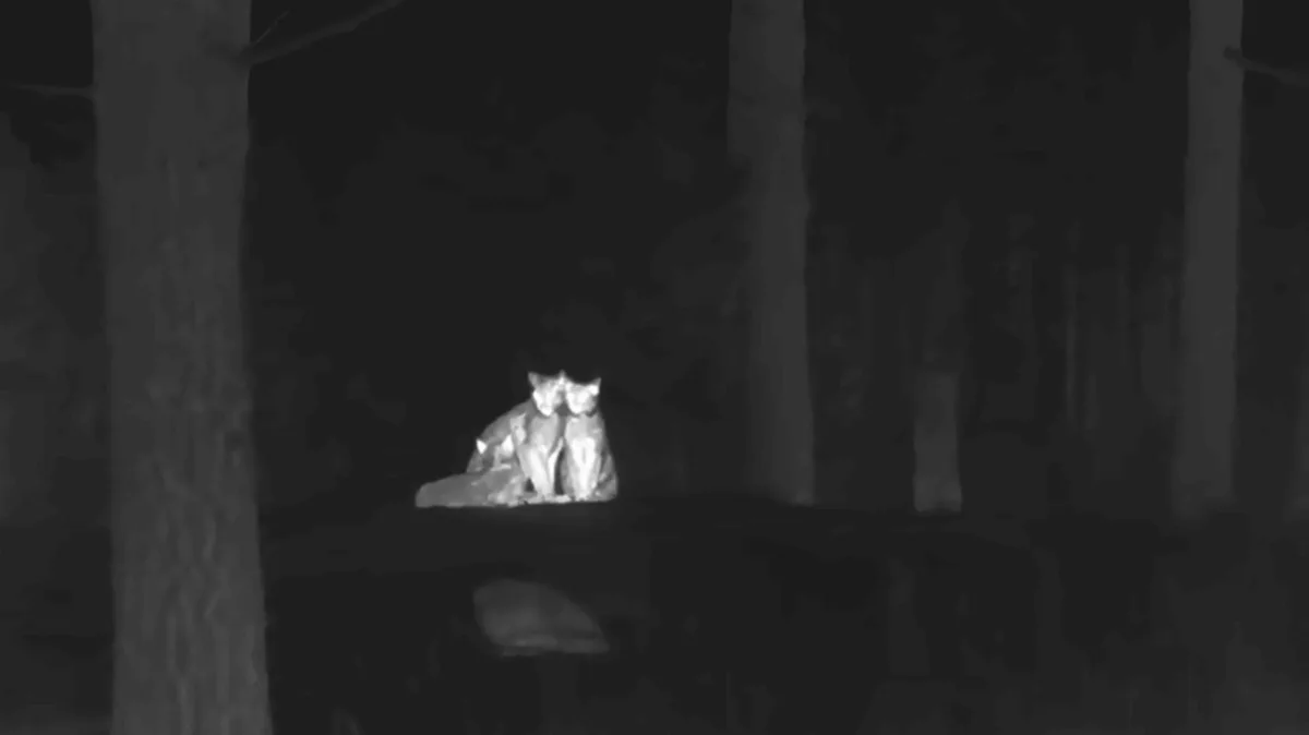 Thermal lynx family
