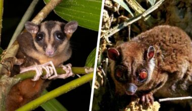 2 'Lazarus' animals thought to be extinct for over 7,000 years found alive in New Guinea